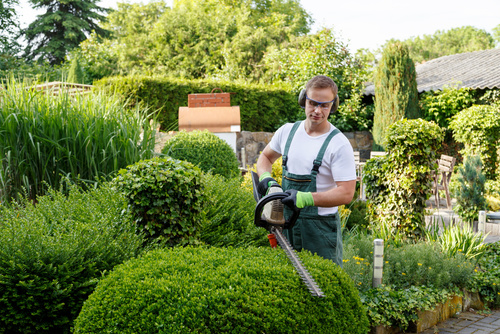 Hecke schneiden Gartenpflege Bielefeld